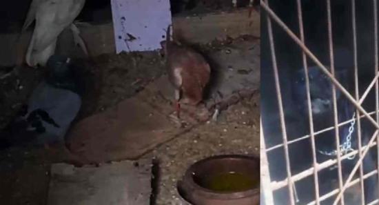 අයිස් හා හෙරොයින් සමග පිටිපන කොත්තුවා කොටු